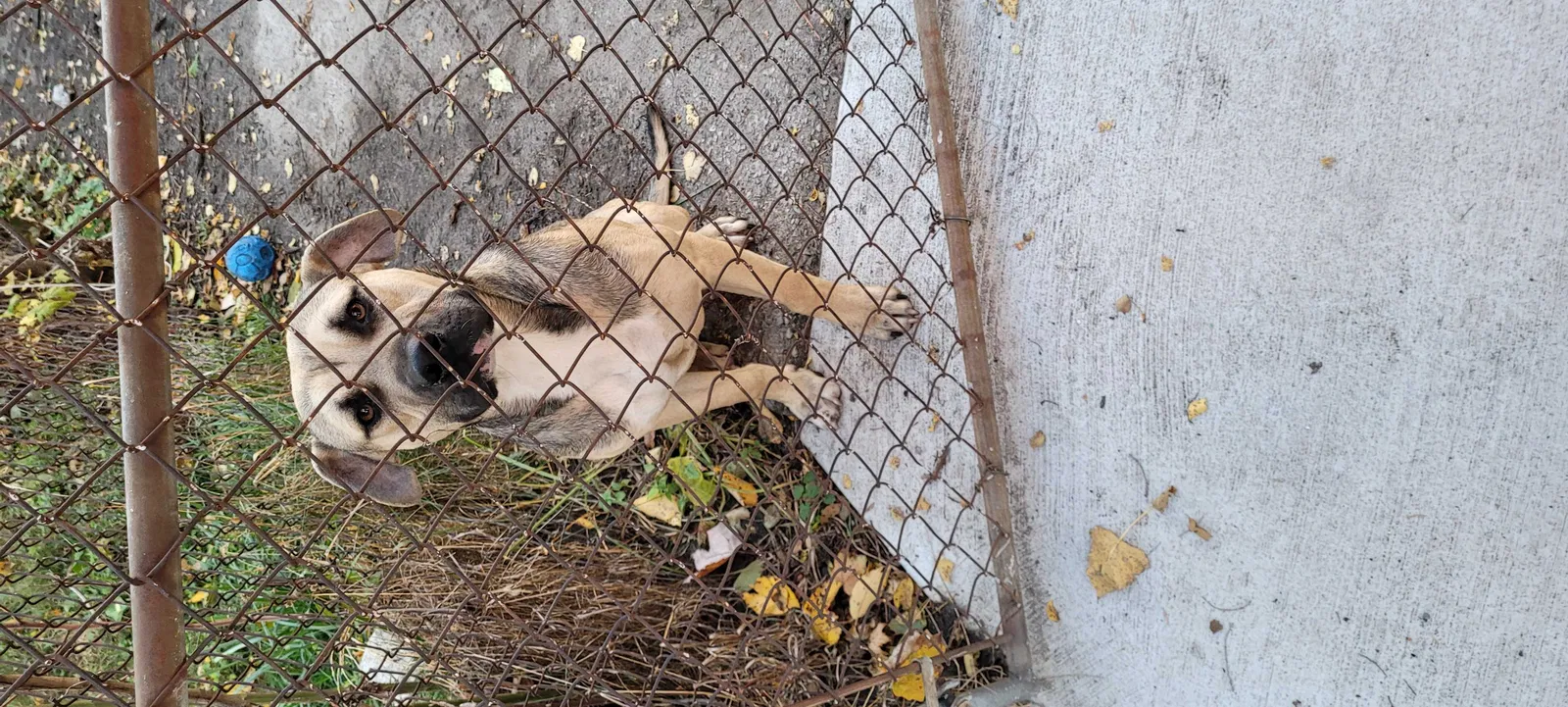 Found dog in Detroit, MI, 48221