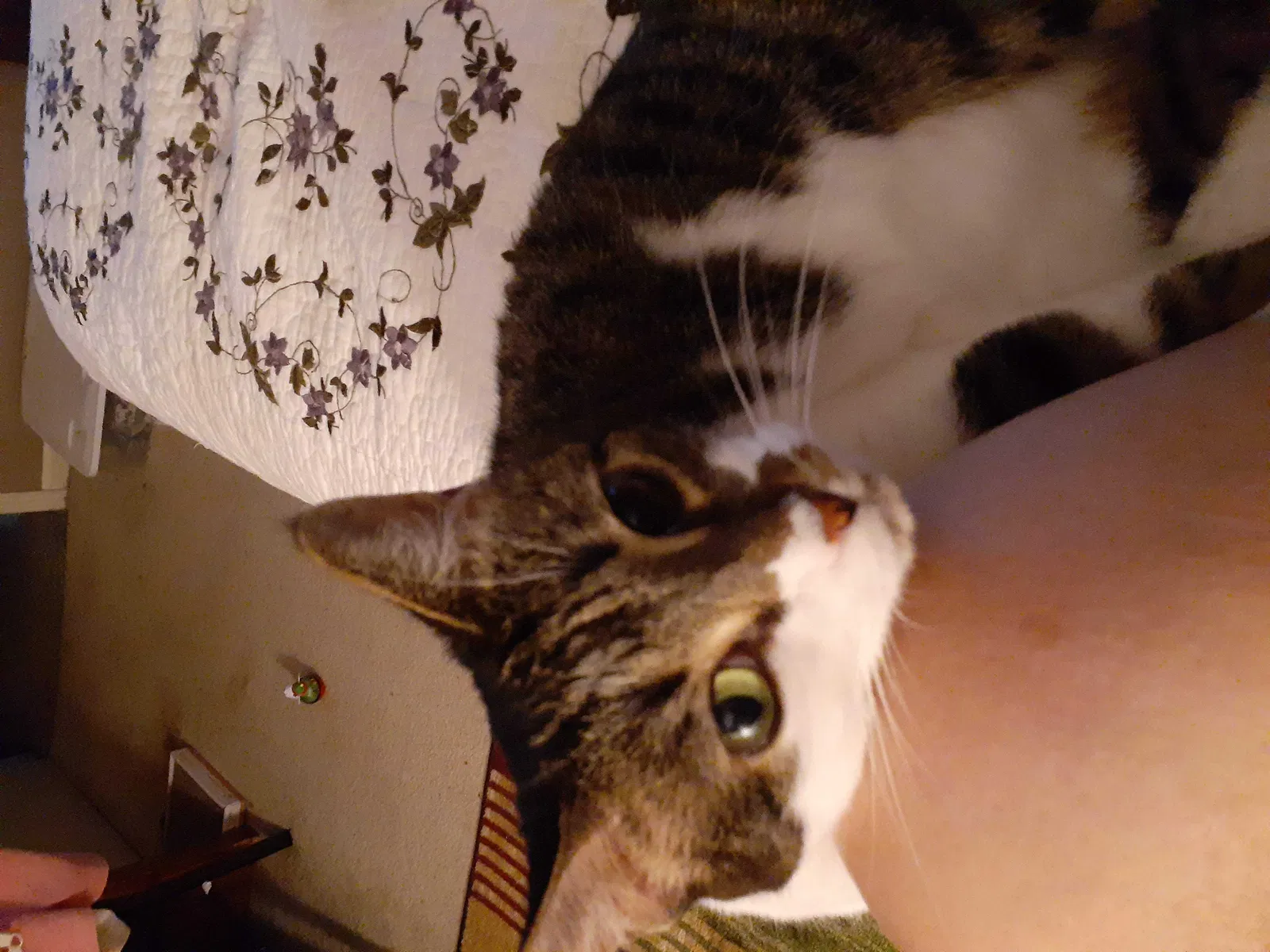 Lost cat in New Baltimore, MI, 48047