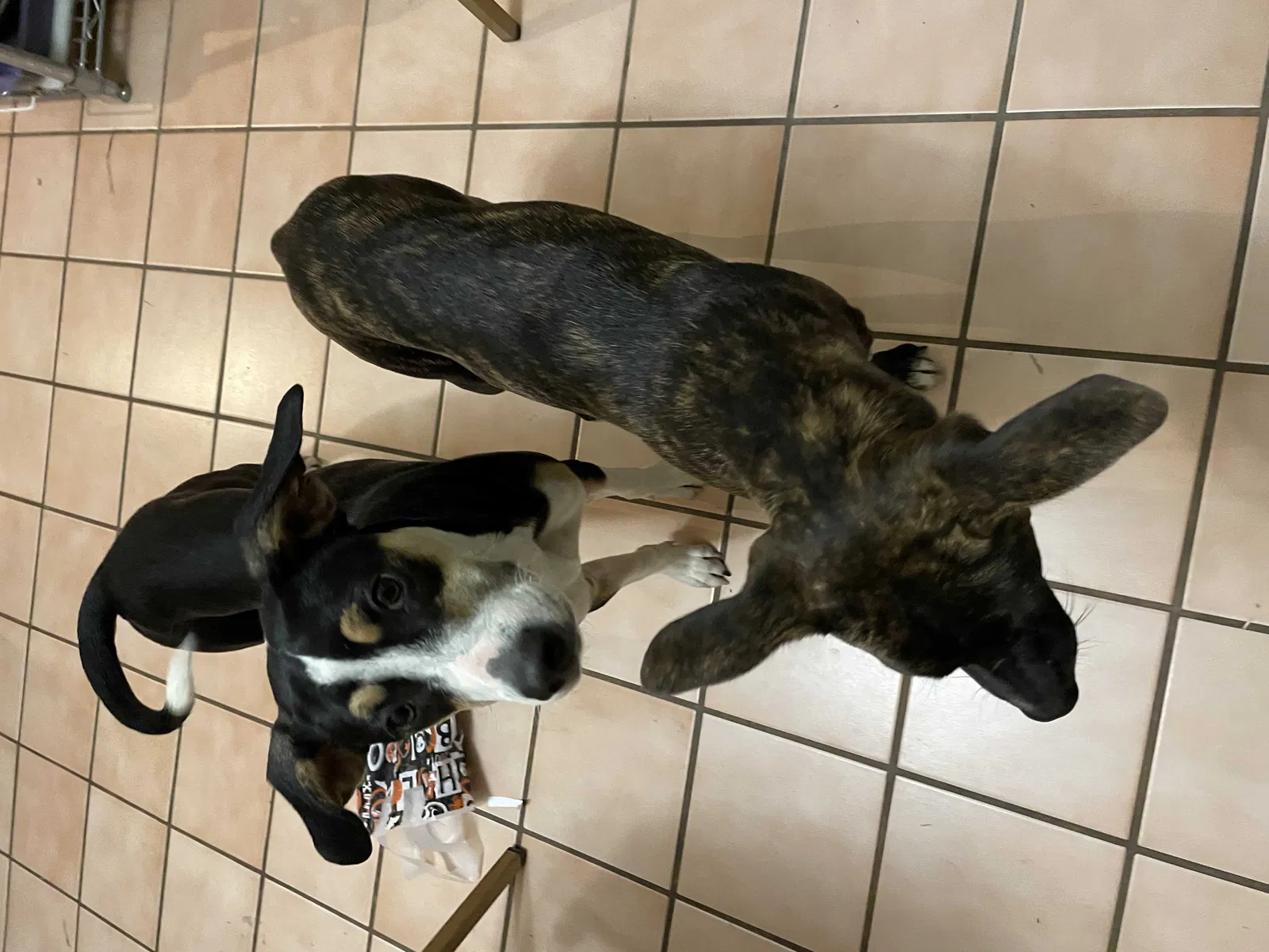 Found dog in Las Cruces, NM, 88005