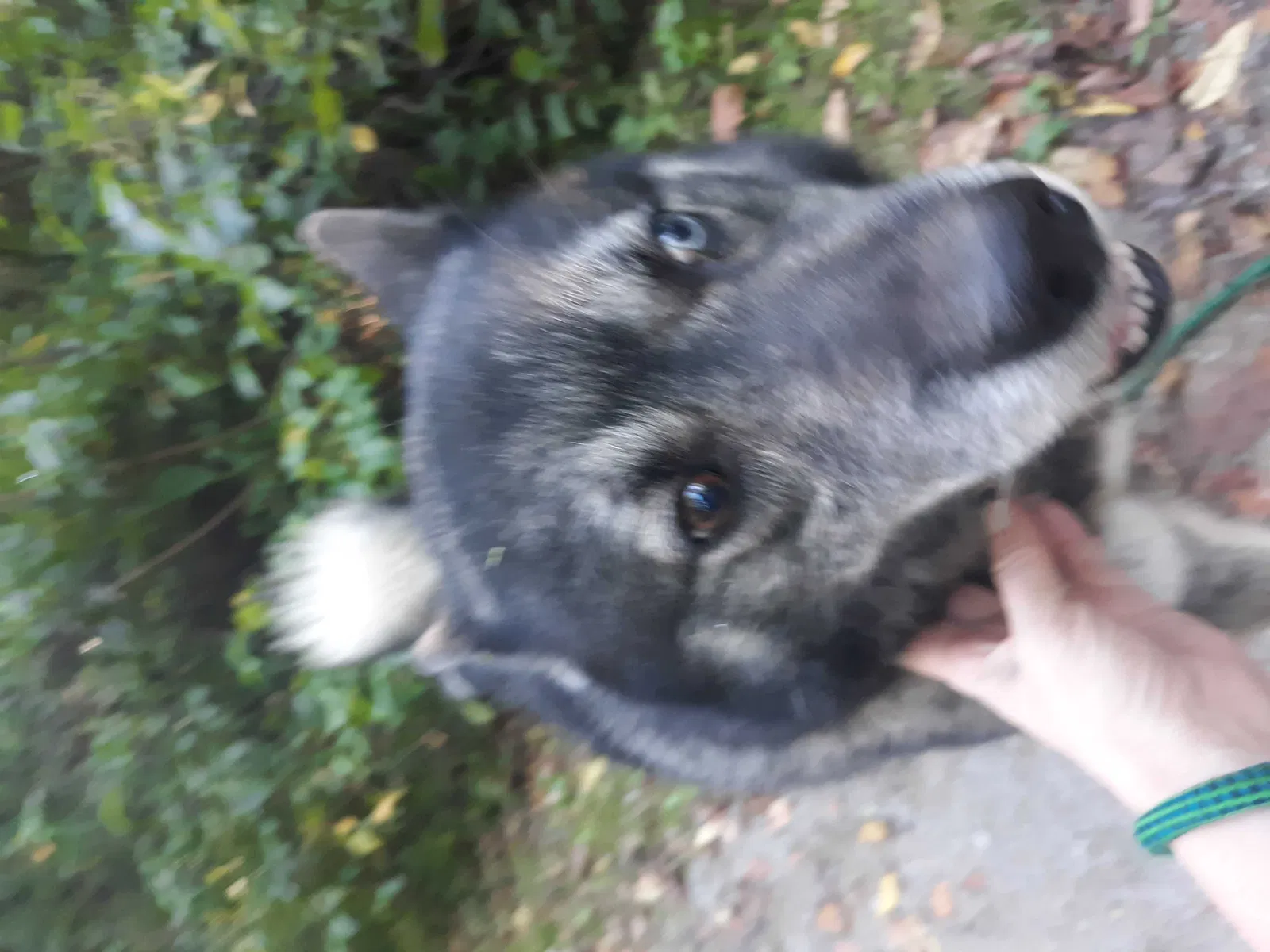 Lost dog in Dunbar, PA, 15431