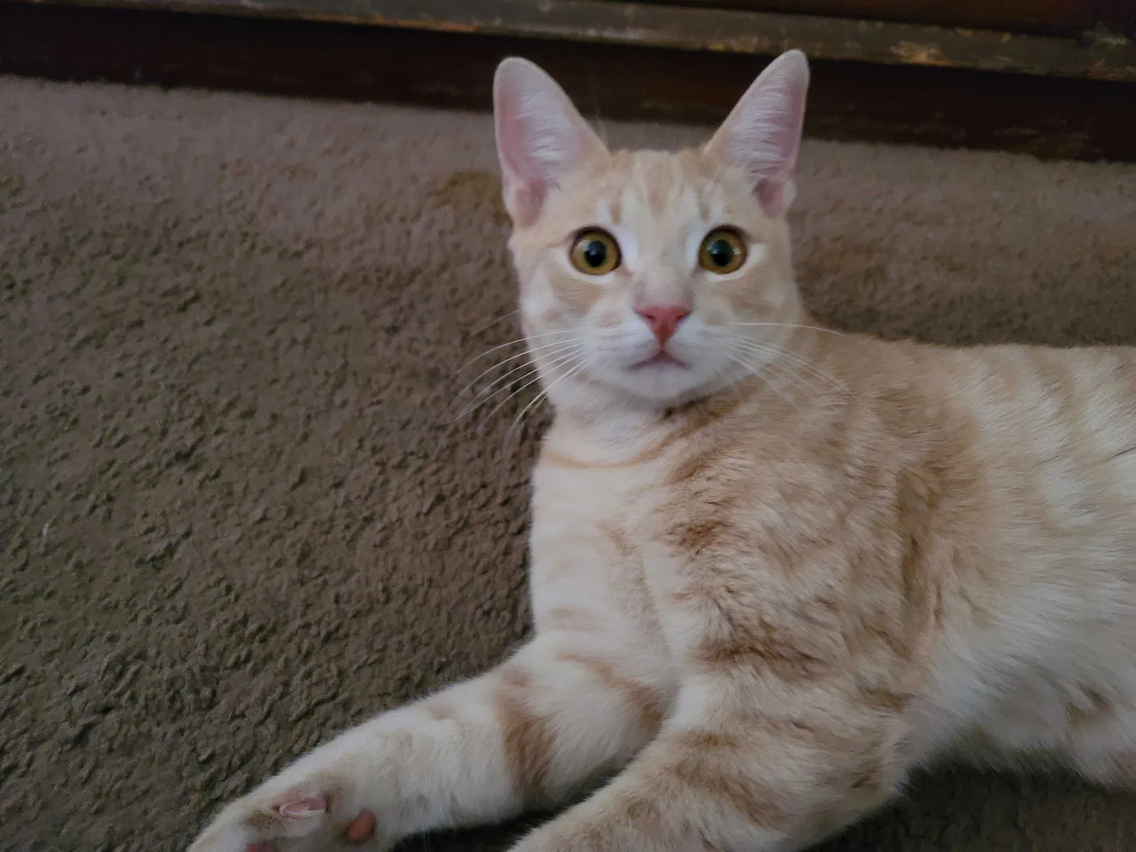 Lost cat in Torrance, CA, 90502