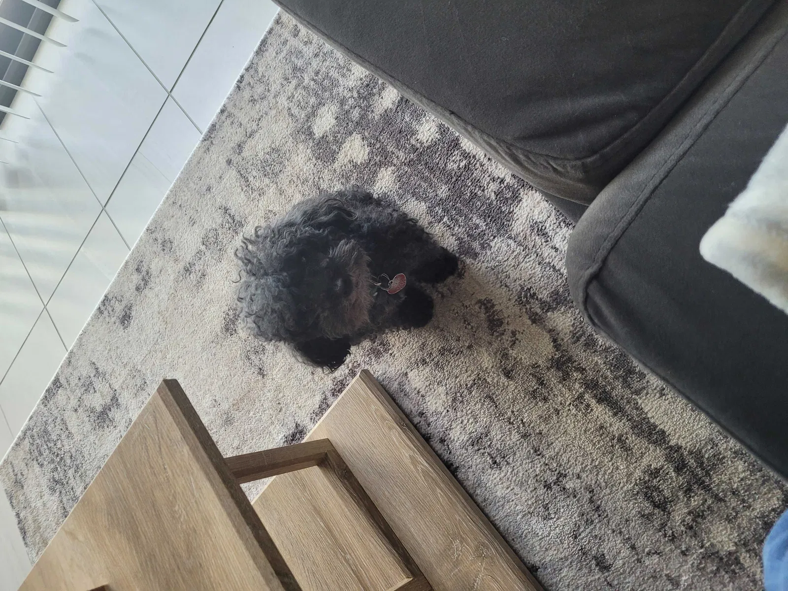 Lost dog in Miami, FL, 33169