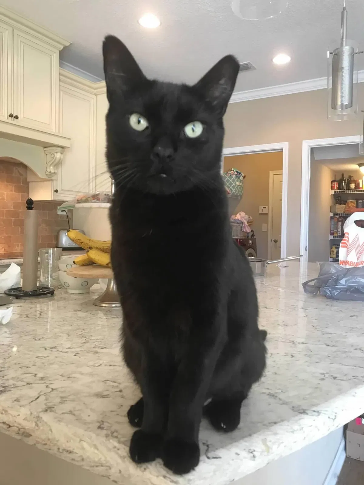 Lost cat in Fernandina Beach, FL, 32034