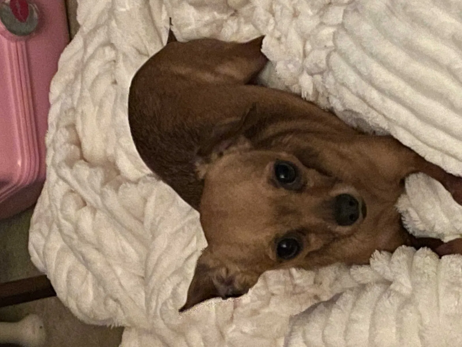 Lost dog in Ocala, FL, 34471
