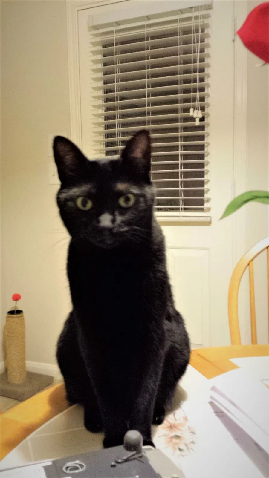 Lost cat in Magnolia, TX, 77354