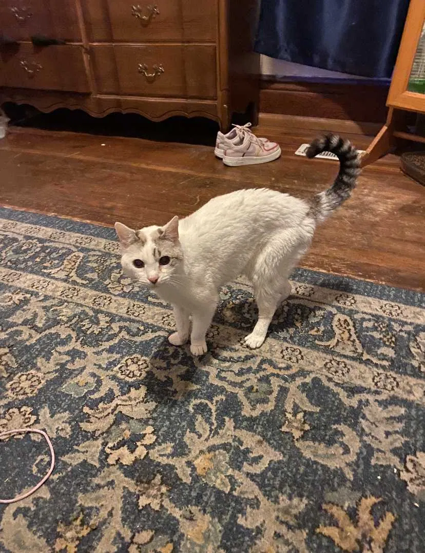 Lost cat in Tucson, AZ, 85701