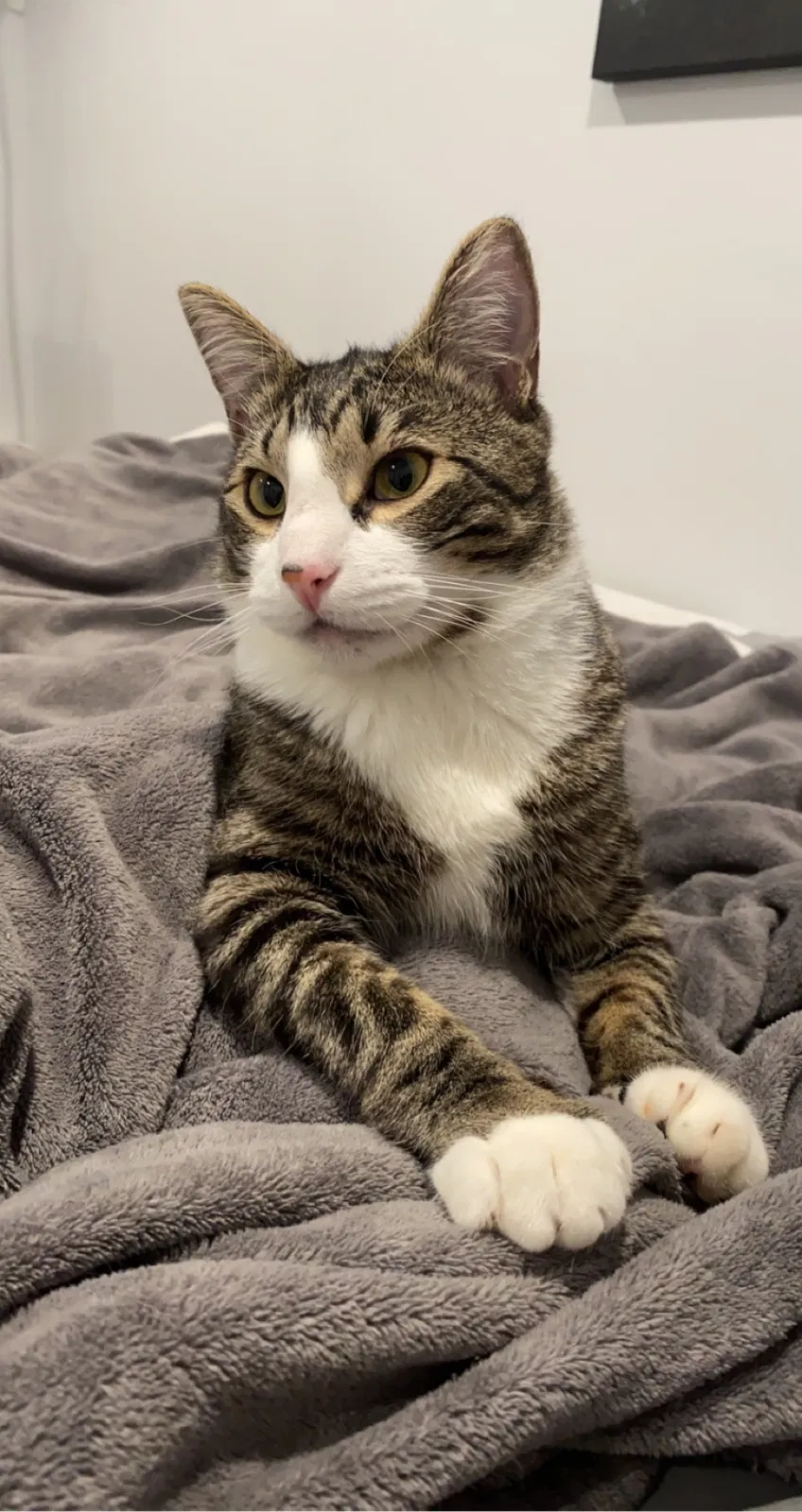 Lost cat in Issaquah, WA, 98027