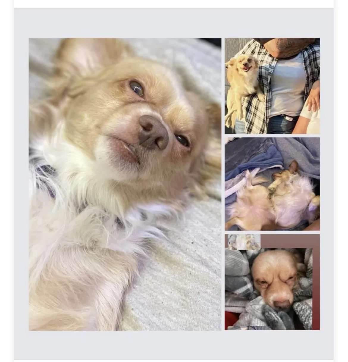 Lost dog in Pittsburg, CA, 94565