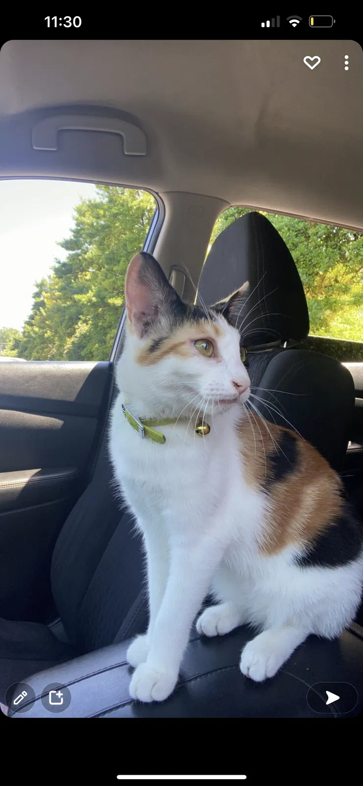 Lost cat in Estill Springs, TN, 37330