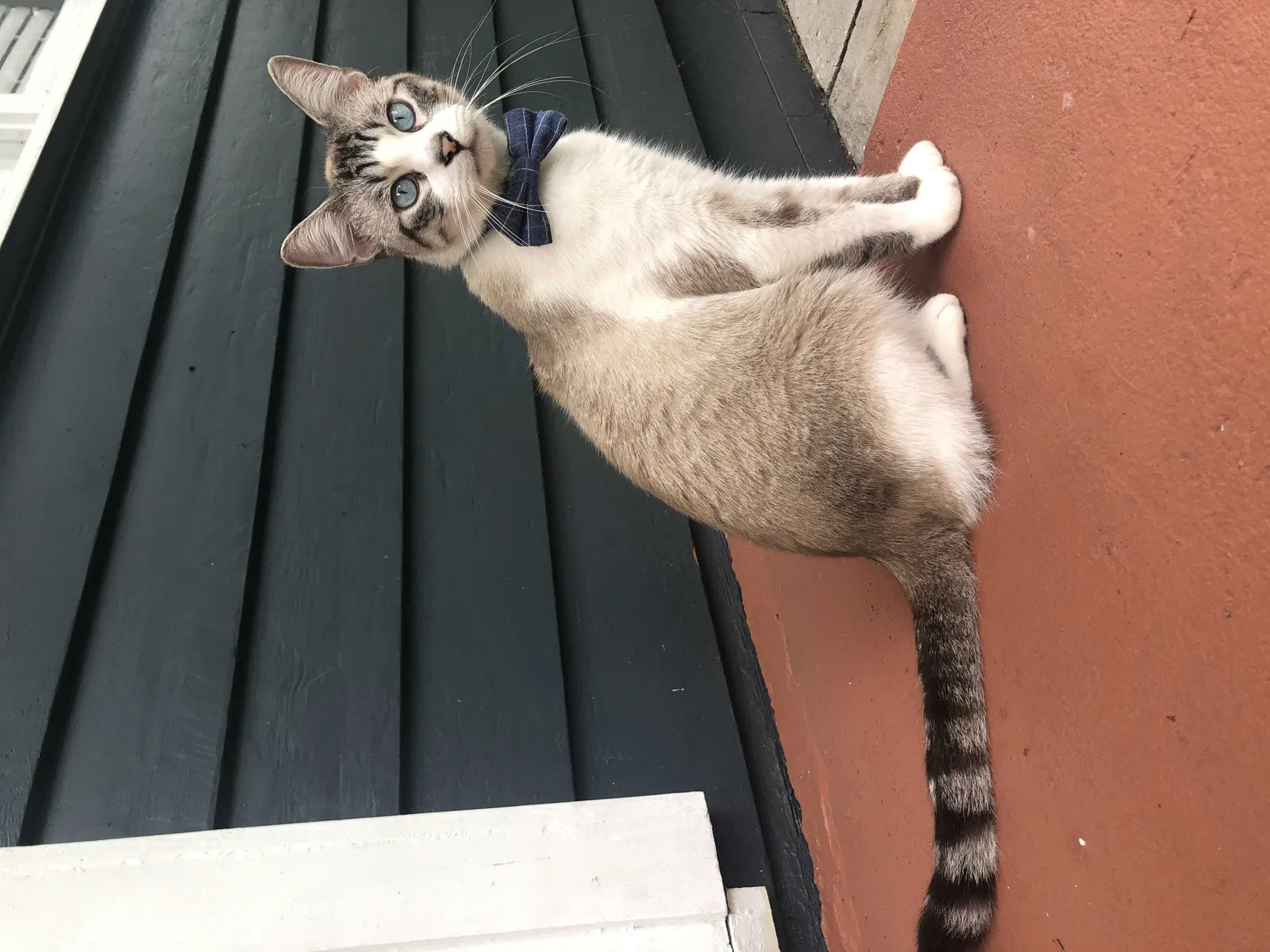 Lost cat in Lake Mary, FL, 32746