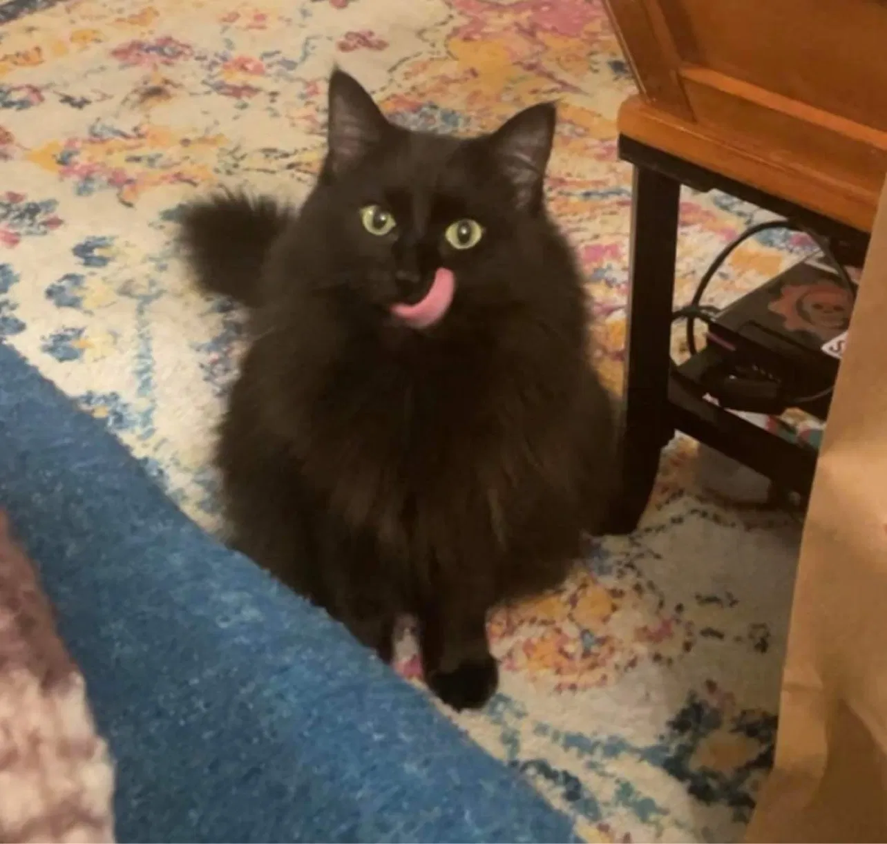 Lost cat in Milwaukee, WI, 53211
