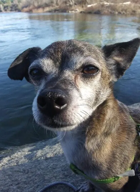 Lost dog in Portland, OR, 97233