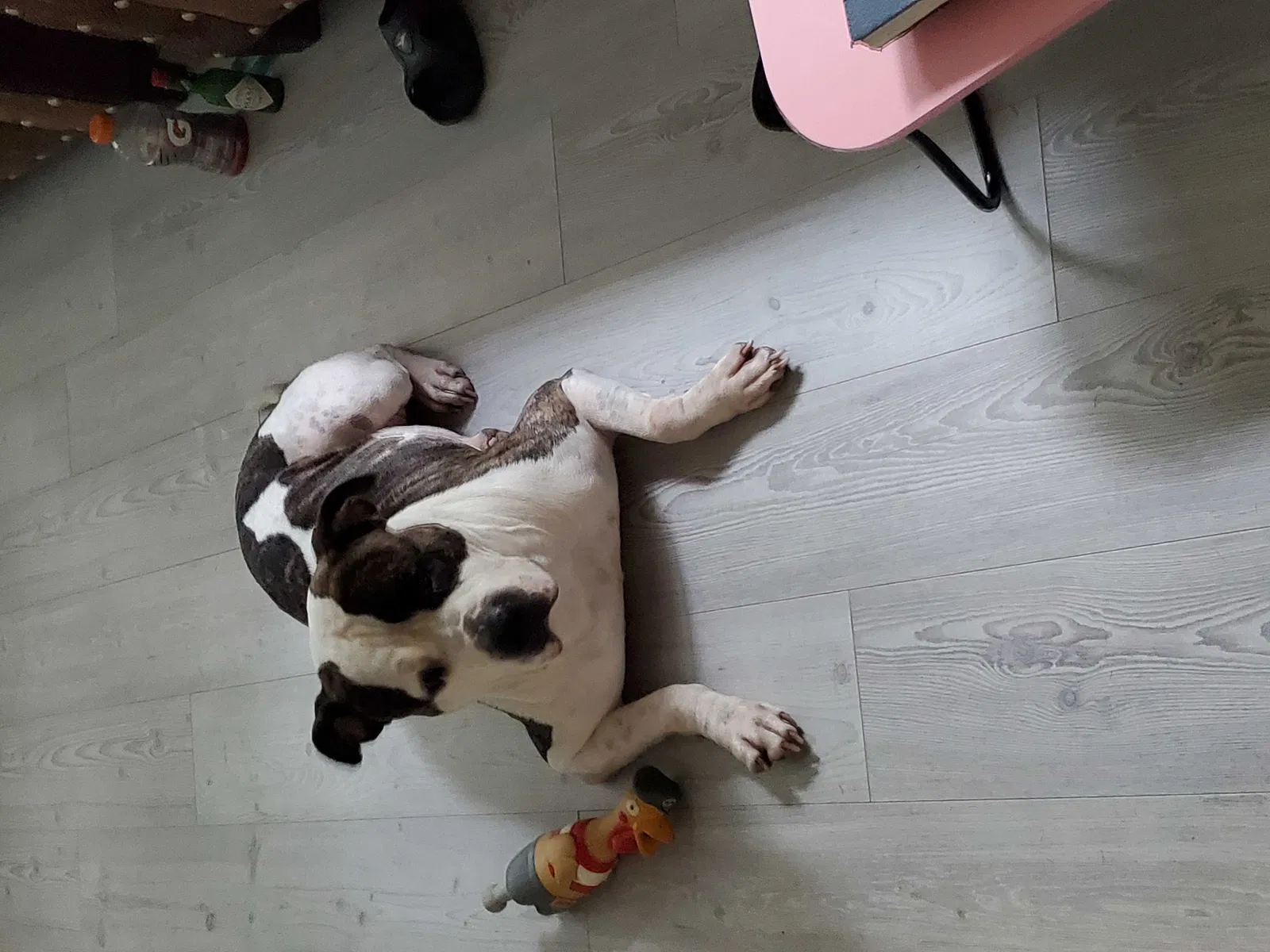 Lost dog in Little Rock, AR, 72206