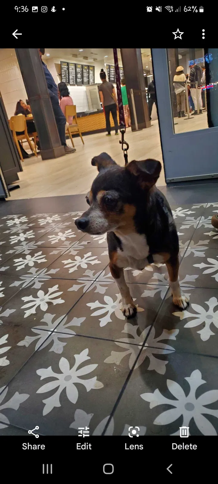 Lost dog in Los Angeles, CA, 90029