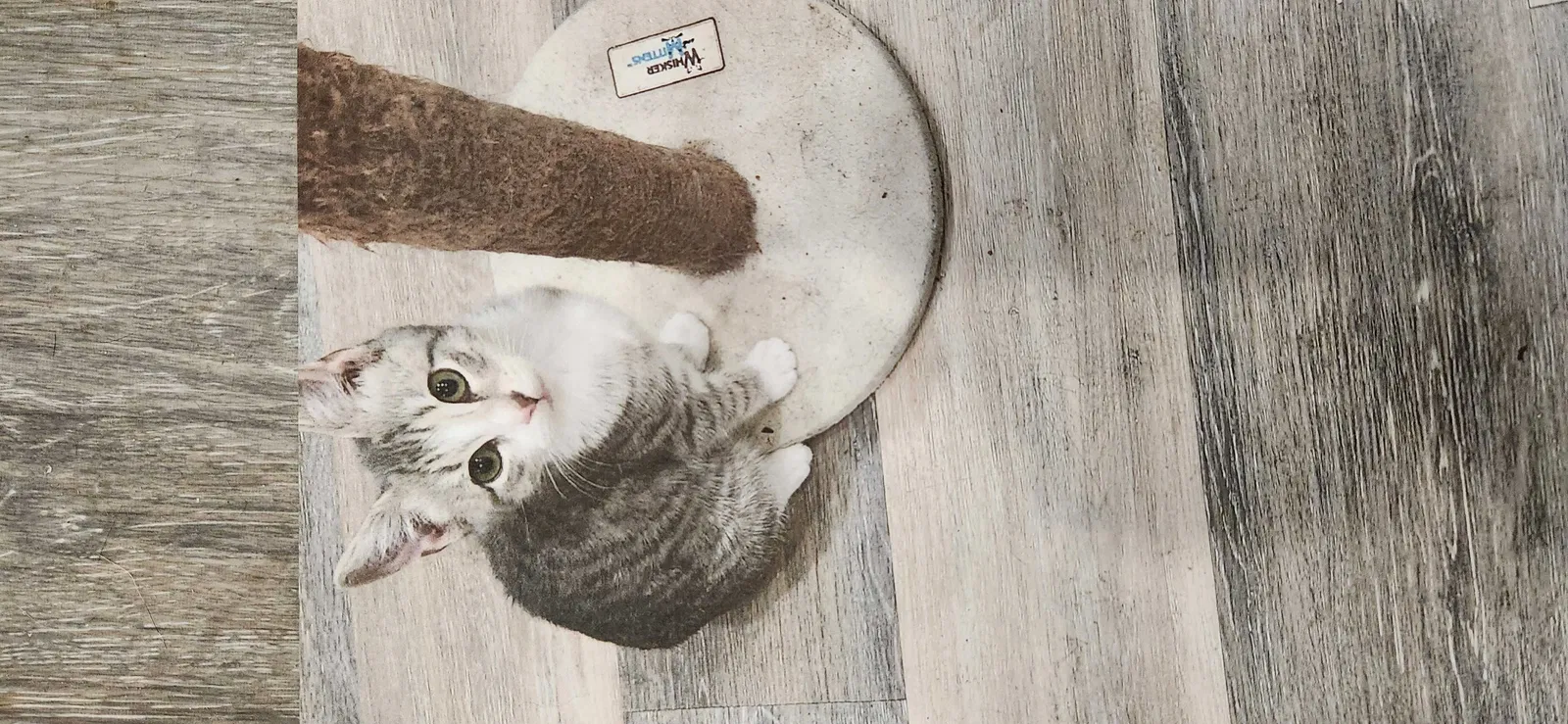 Lost cat in Jersey City, NJ, 7307