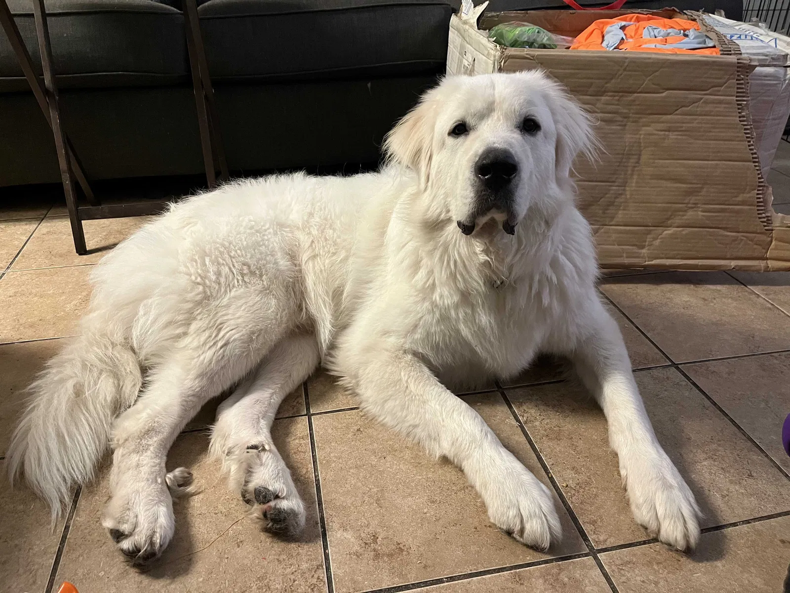 Lost dog in Devine, TX, 78016