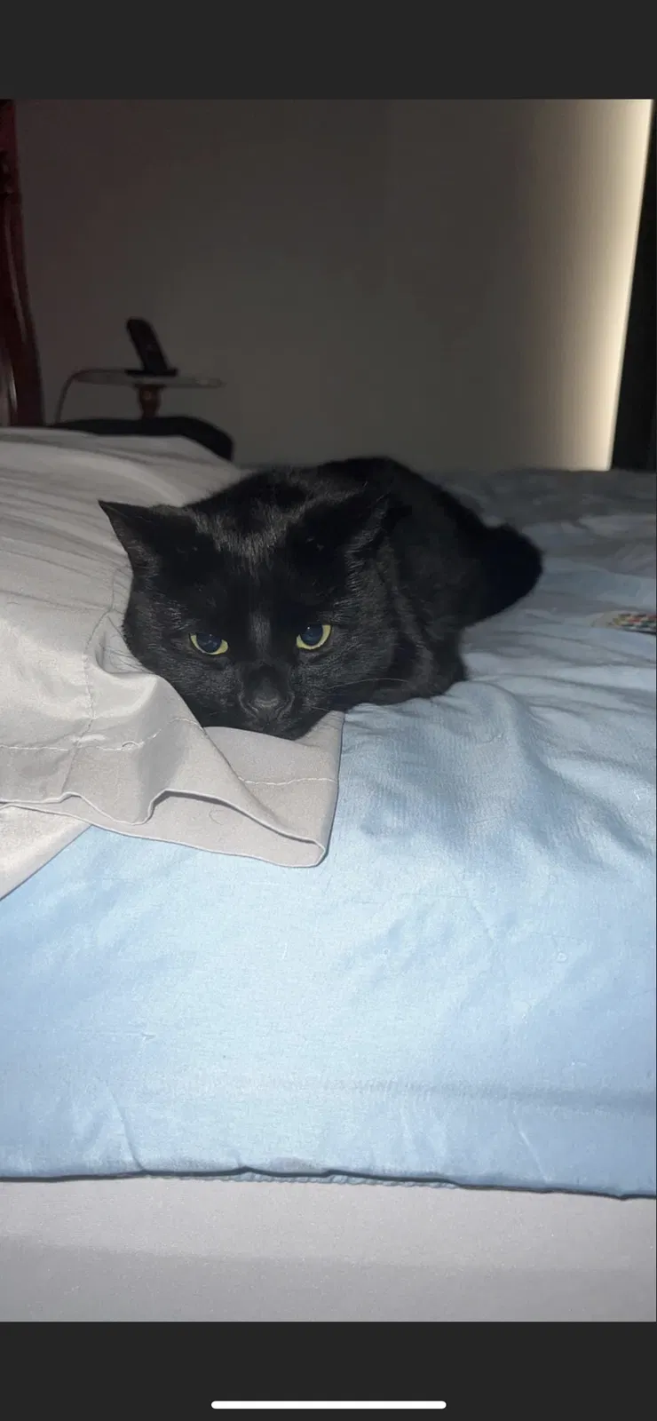 Lost cat in Buffalo, NY, 14227