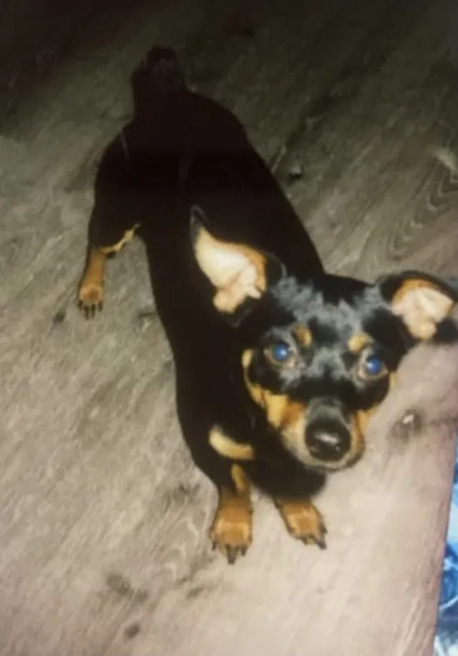 Lost dog in Southaven, MS, 38672