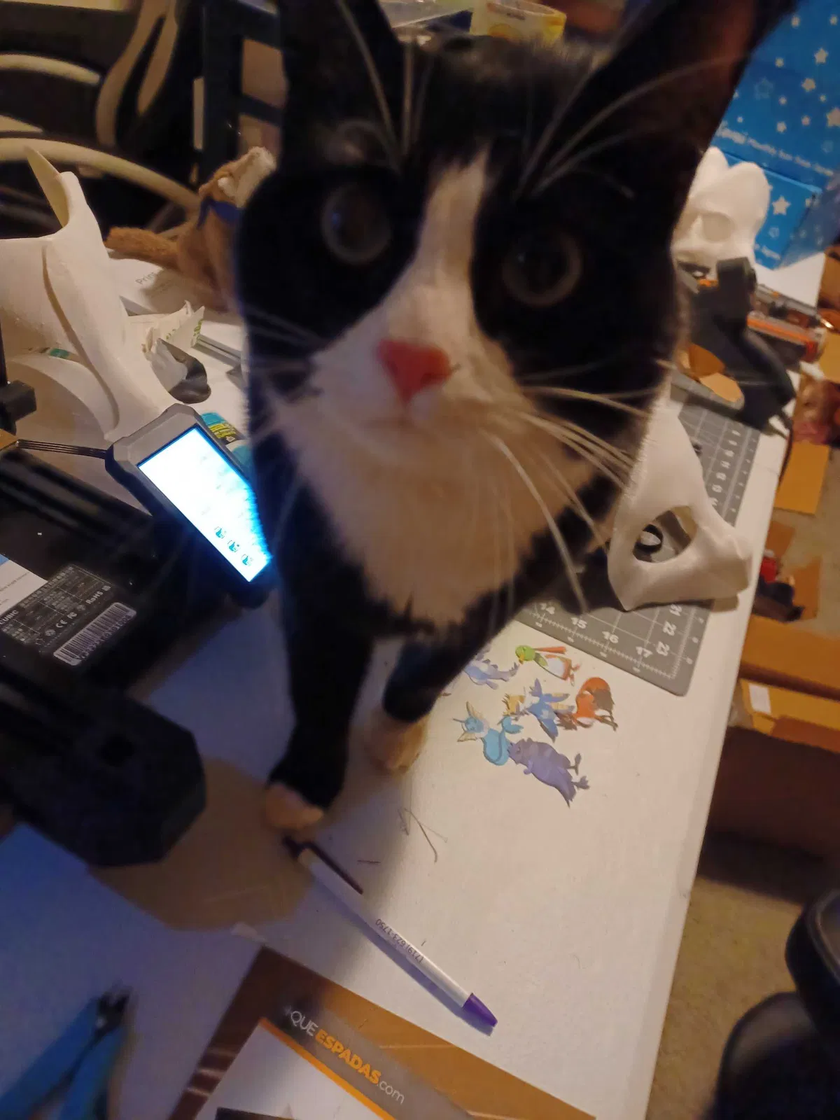 Lost cat in Colorado Springs, CO, 80924
