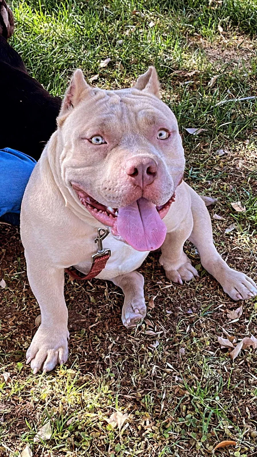 Lost dog in Las Vegas, NV, 89115