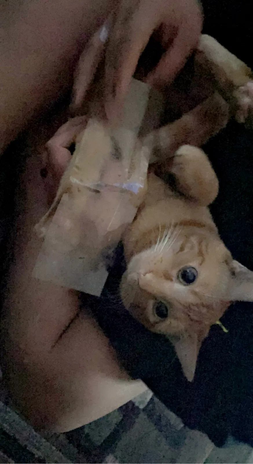 Lost cat in Sahuarita, AZ, 85629