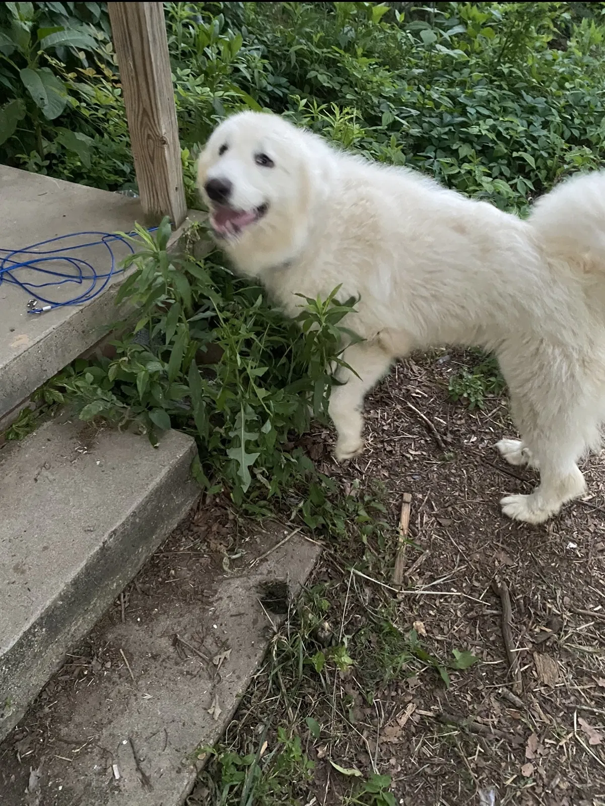 Lost dog in Alexander, AR, 72002
