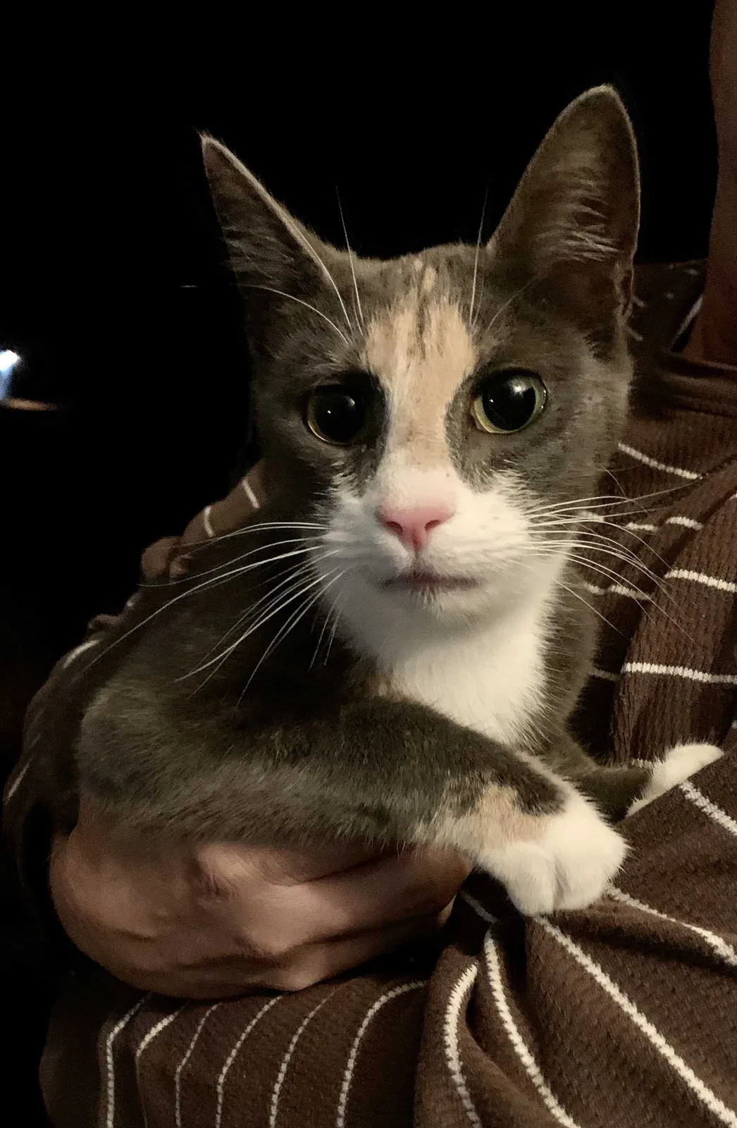 Found cat in Loganville, GA, 30052