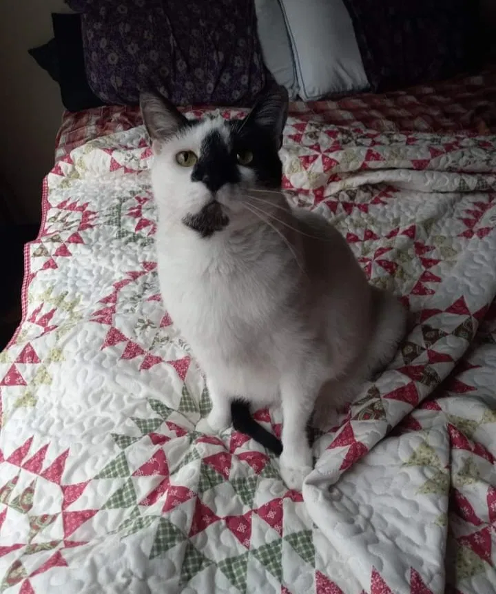 Lost cat in Denton, TX, 76201