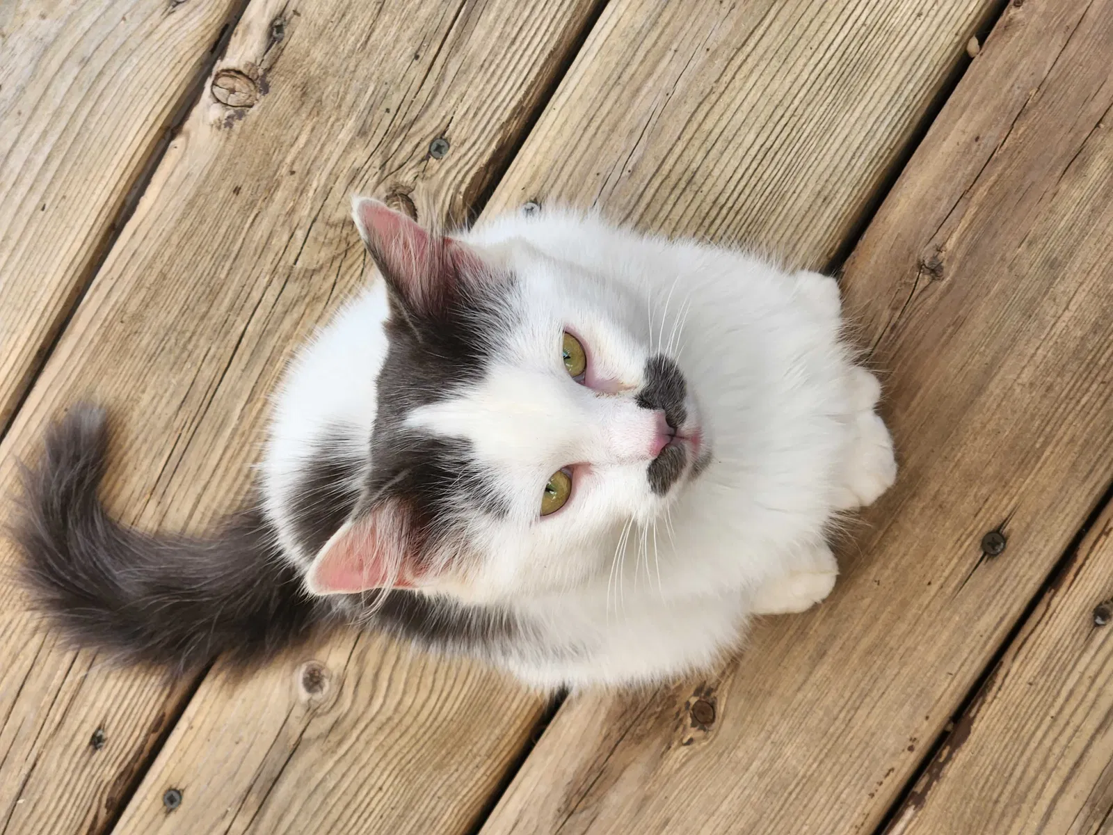 Found cat in Saginaw, MI, 48609