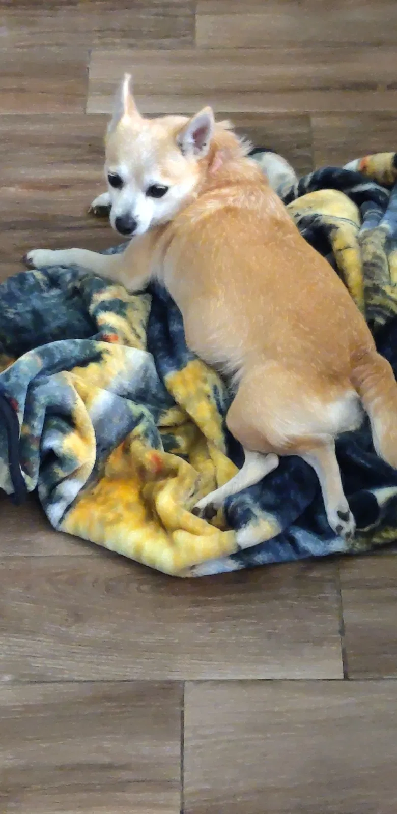 Lost dog in Stockdale, TX, 78160