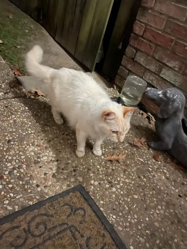 Found cat in Lafayette, LA, 70506