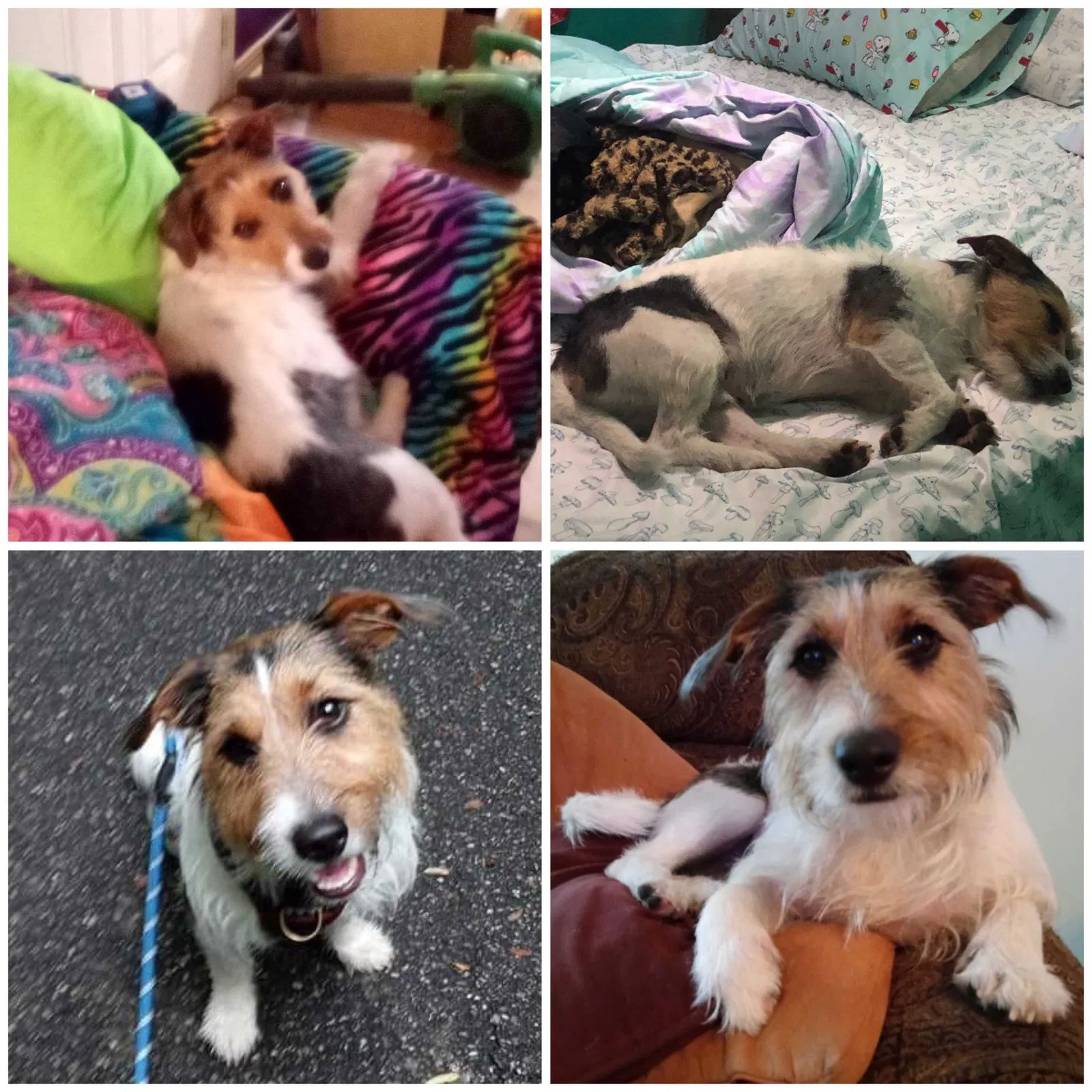 Lost dog in Gulf Shores, AL, 36542