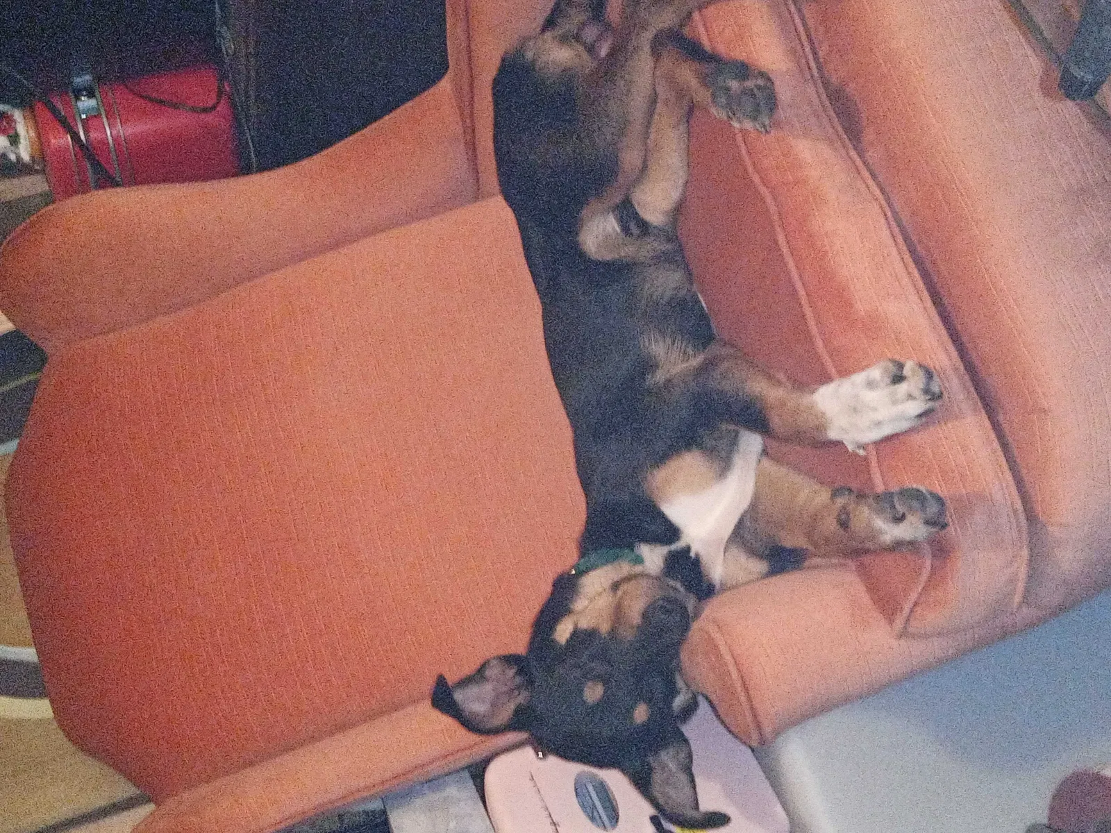 Lost dog in Duncan, SC, 29334