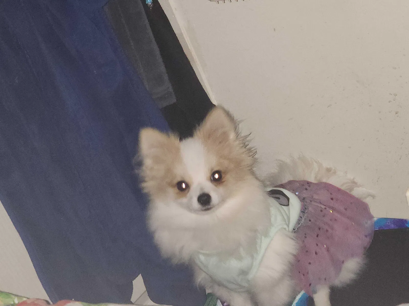Lost dog in San Antonio, TX, 78223