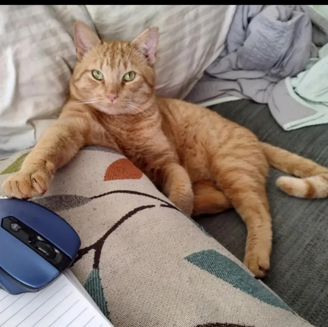 Lost cat in Fairhope, AL, 36532