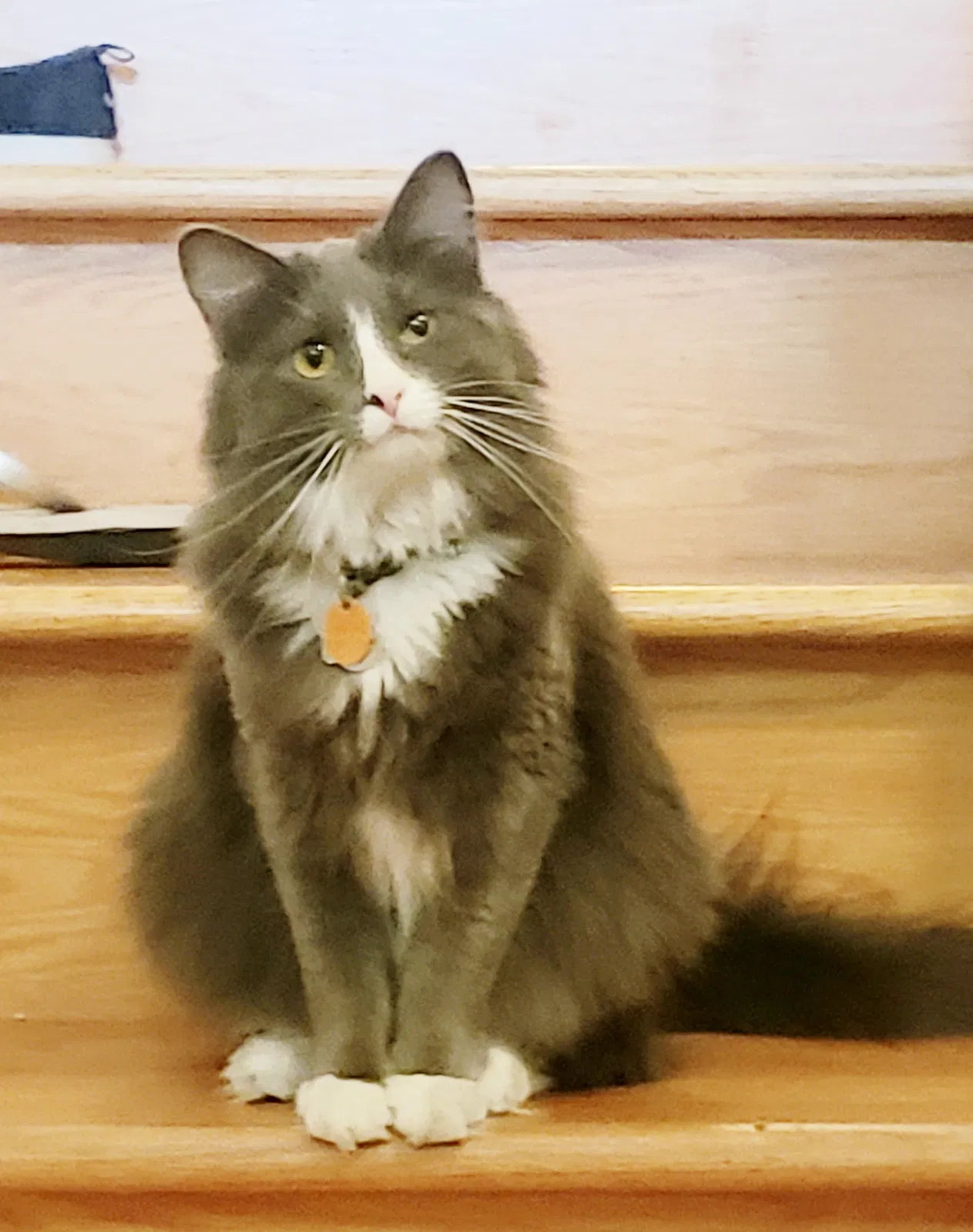 Lost cat in Louisville, CO, 80027