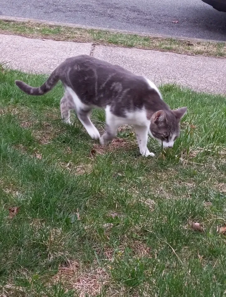 Lost cat in Clifton, NJ, 7011