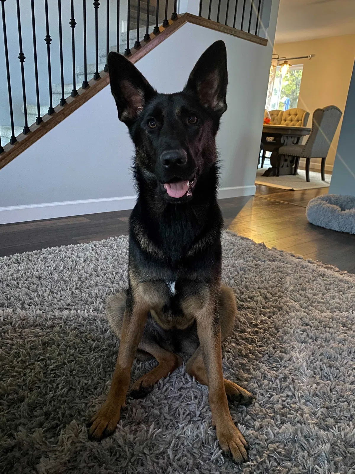 Lost dog in Beecher, IL, 60401