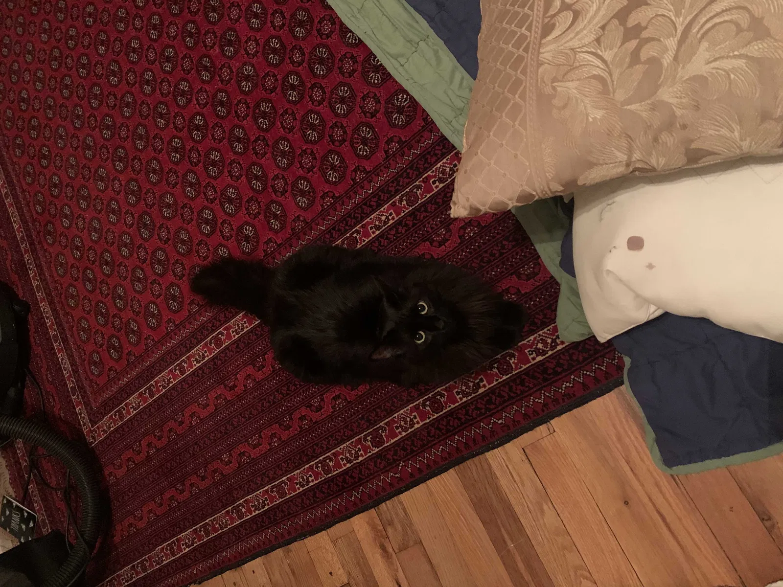 Lost cat in Bellerose, NY, 11426