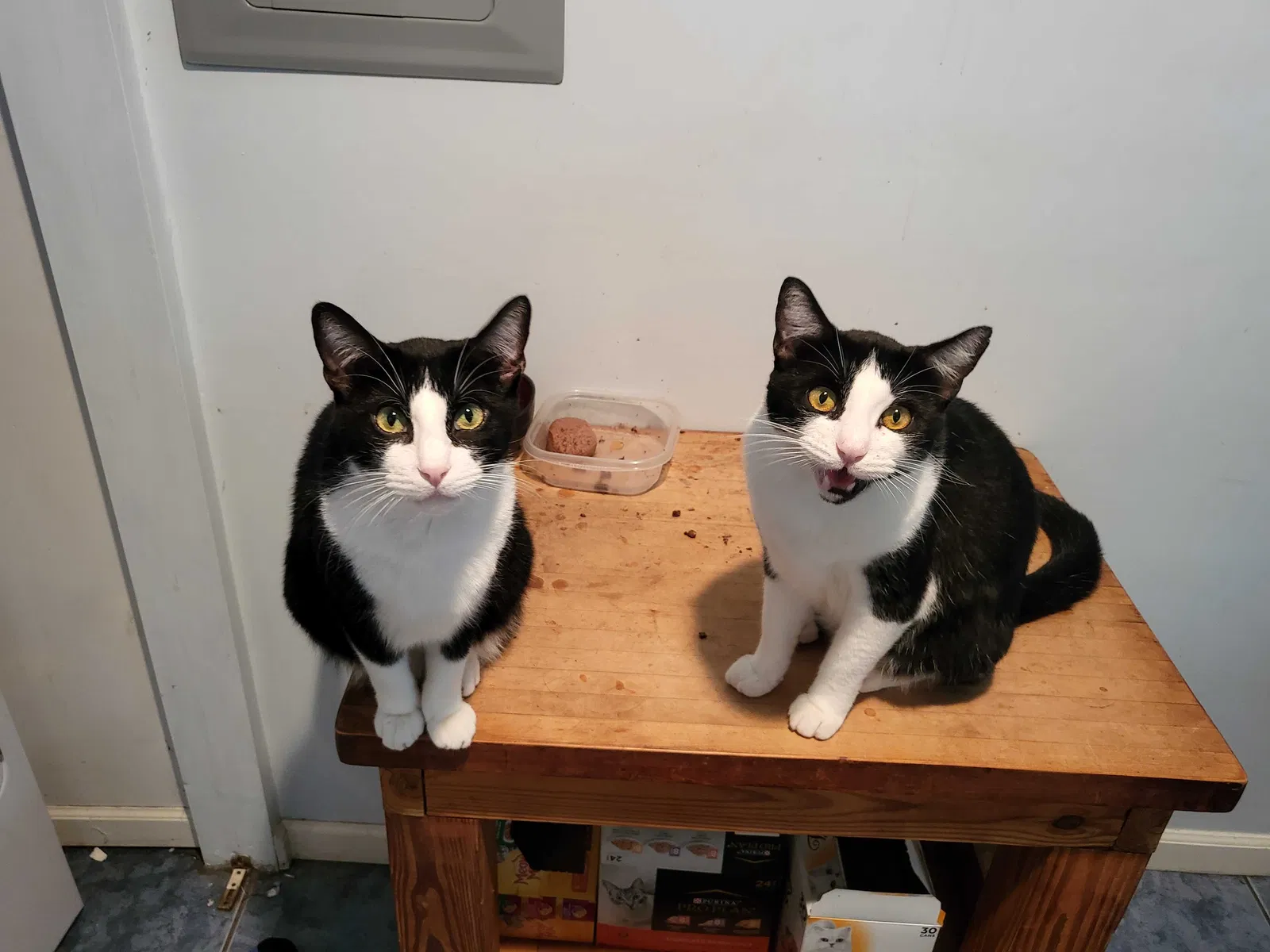 Lost cat in Tuscaloosa, AL, 35401