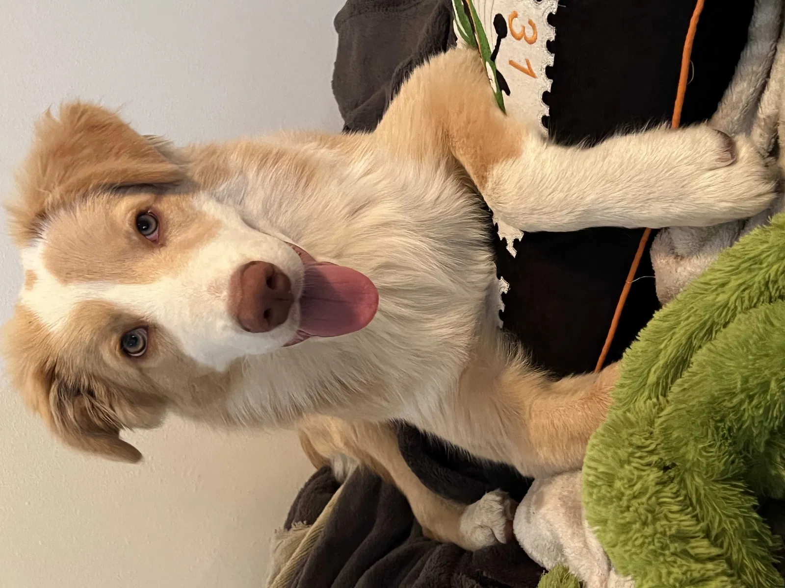 Lost dog in Los Angeles, CA, 90022