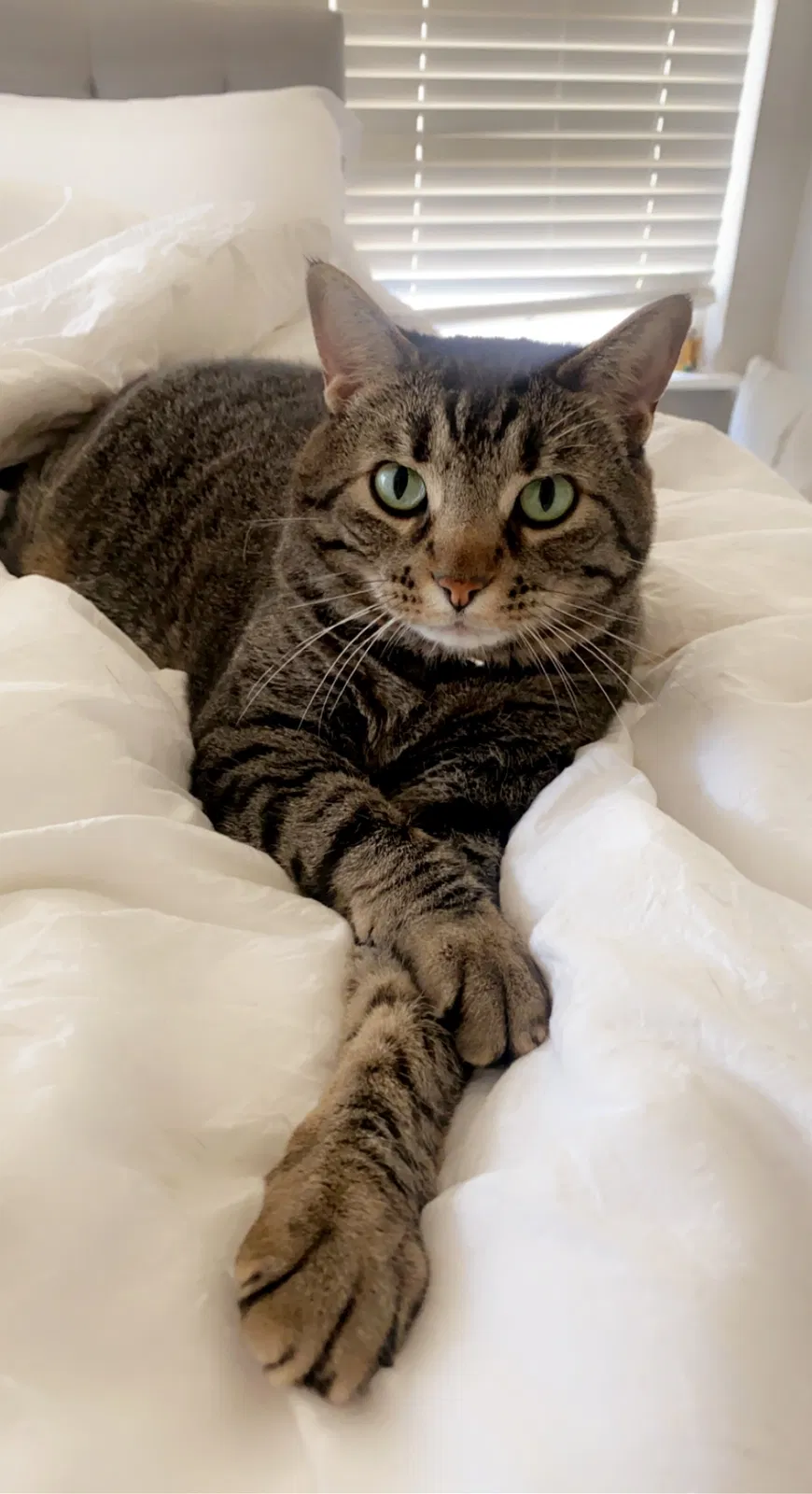 Lost cat in Abilene, TX, 79605