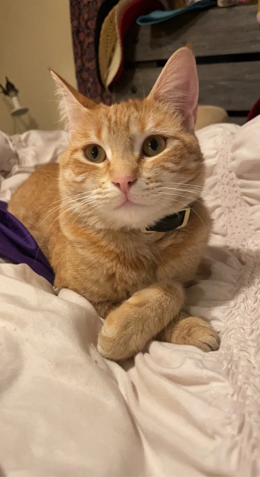 Lost cat in Bell Gardens, CA, 90201