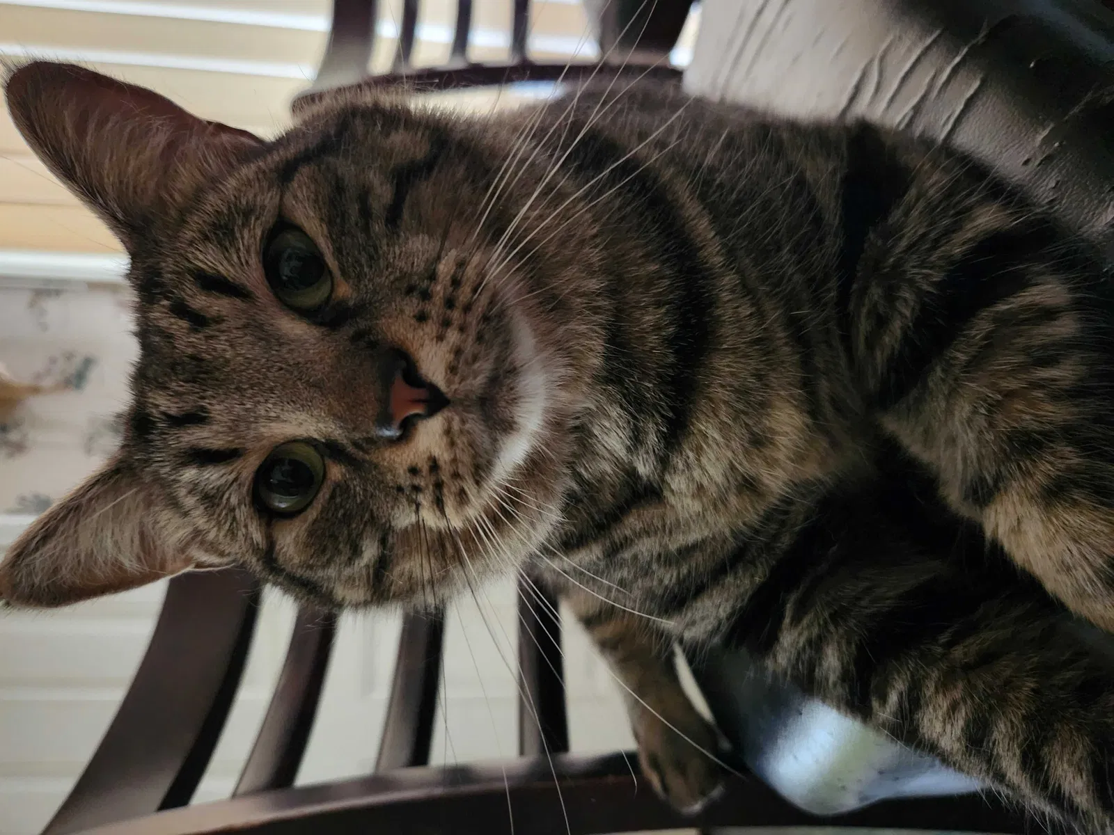 Lost cat in Spring, TX, 77388
