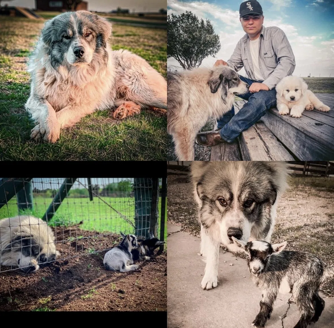 Lost dog in Oklahoma City, OK, 73131