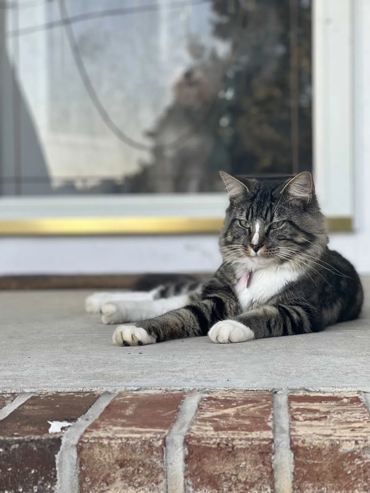 Lost cat in Bridgeport, AL, 35740