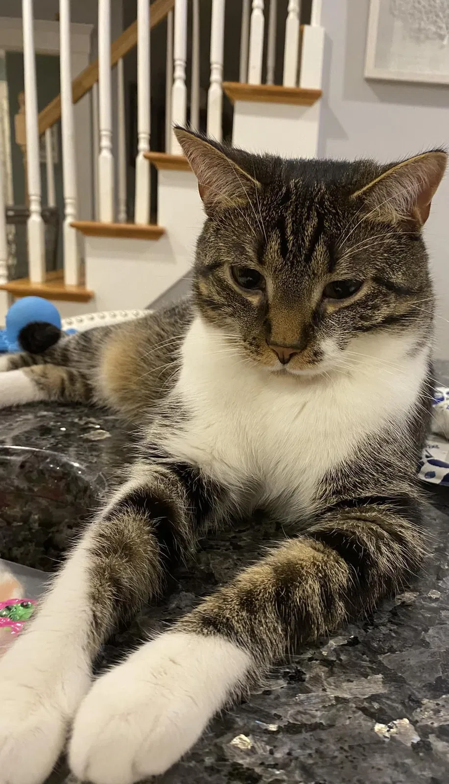 Lost cat in Swampscott, MA, 1907