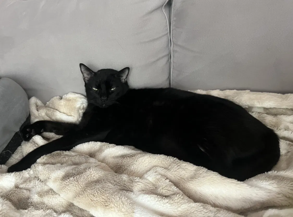 Lost cat in San Antonio, TX, 78254
