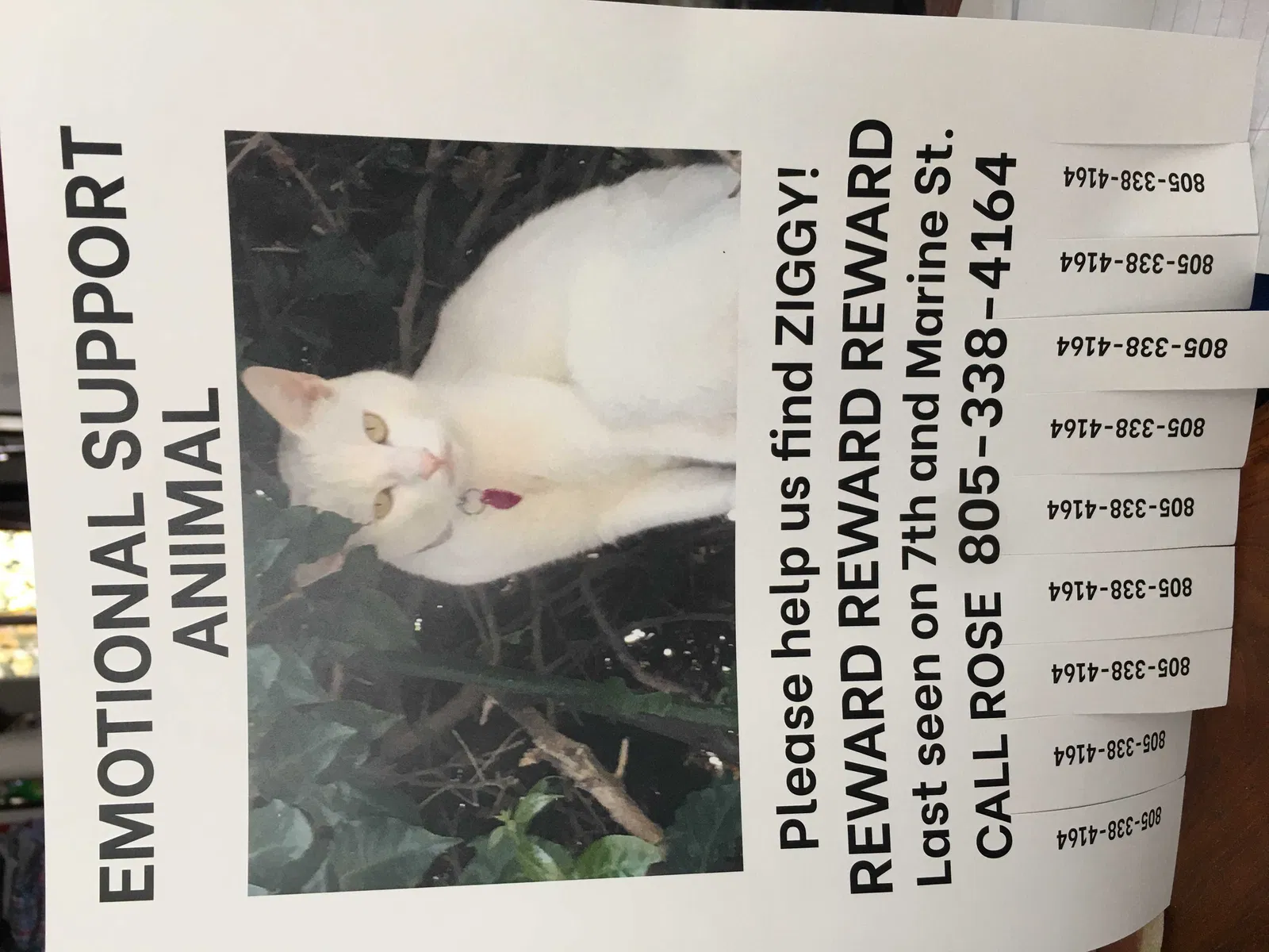 Lost cat in Santa Monica, CA, 90405