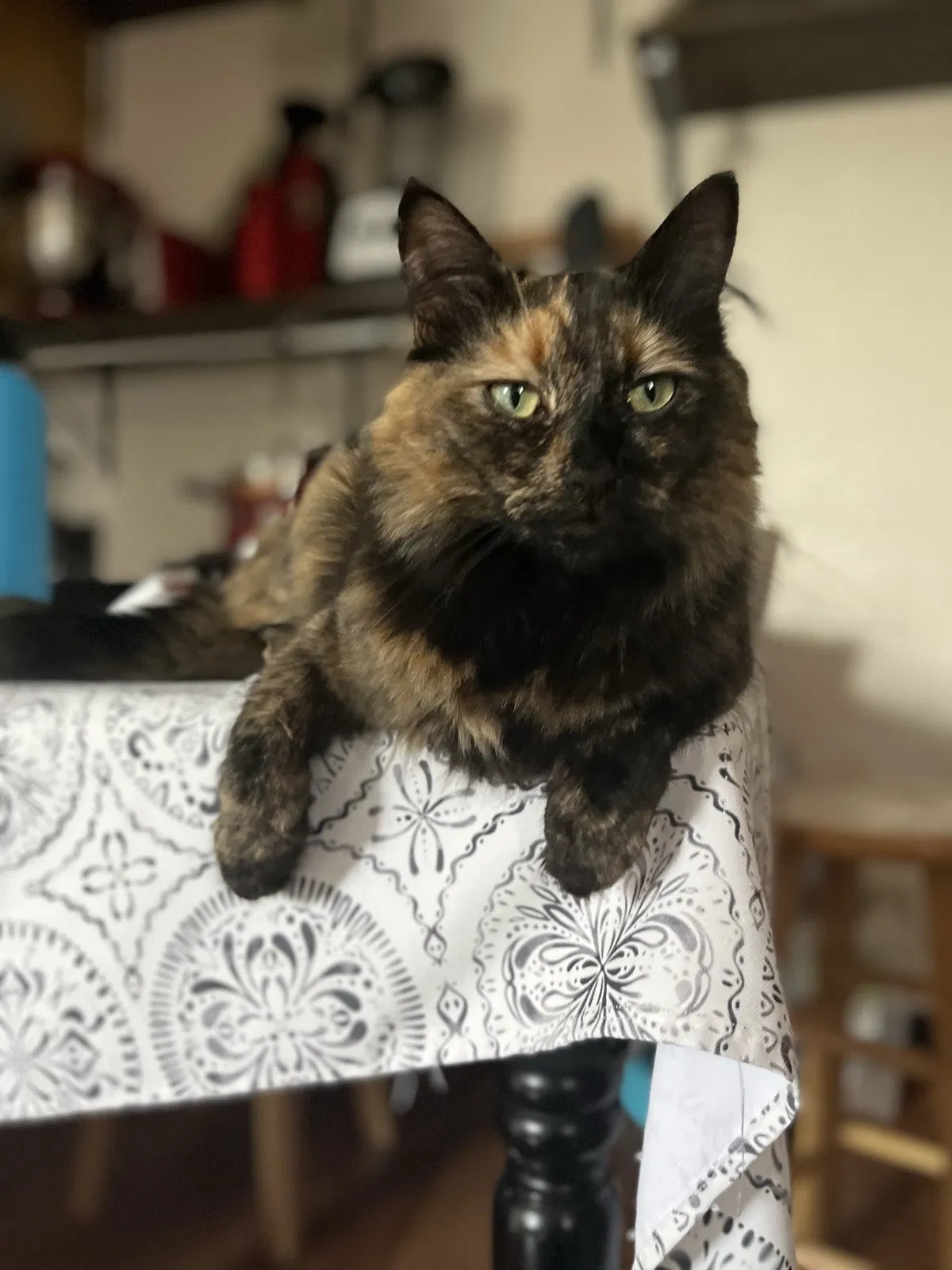 Lost cat in Lafayette, CO, 80026